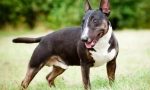 English bull terrier